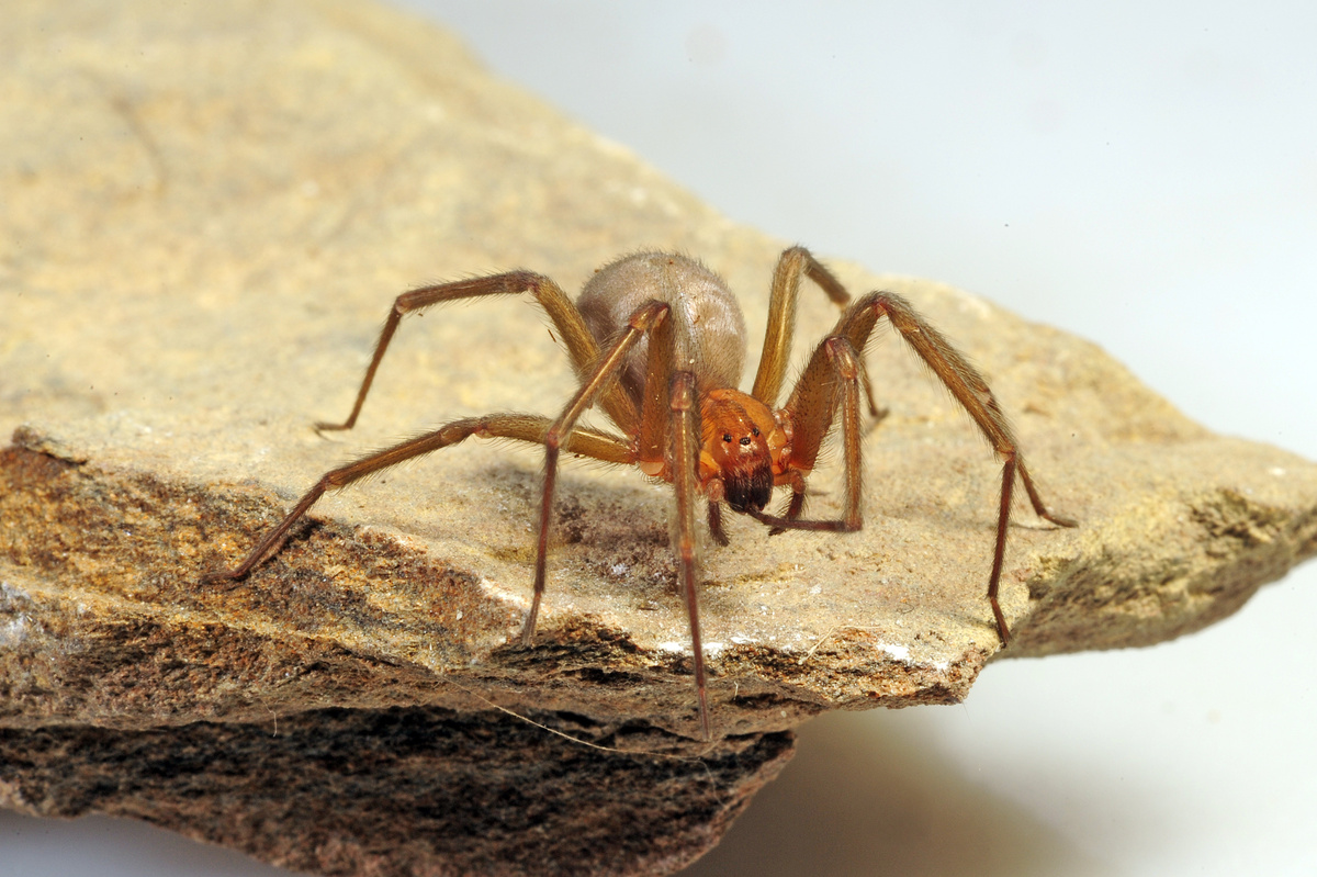 Aranha-reclusa-chilena em cima de pedra