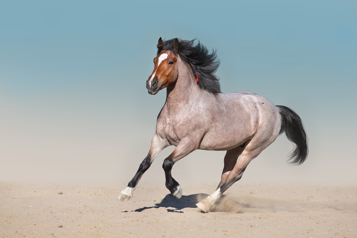 Cavalo ruano correndo na areia