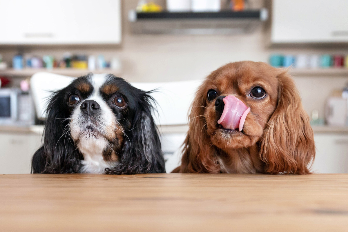 Dois Cachorro em mesa demonstrando estar com fome