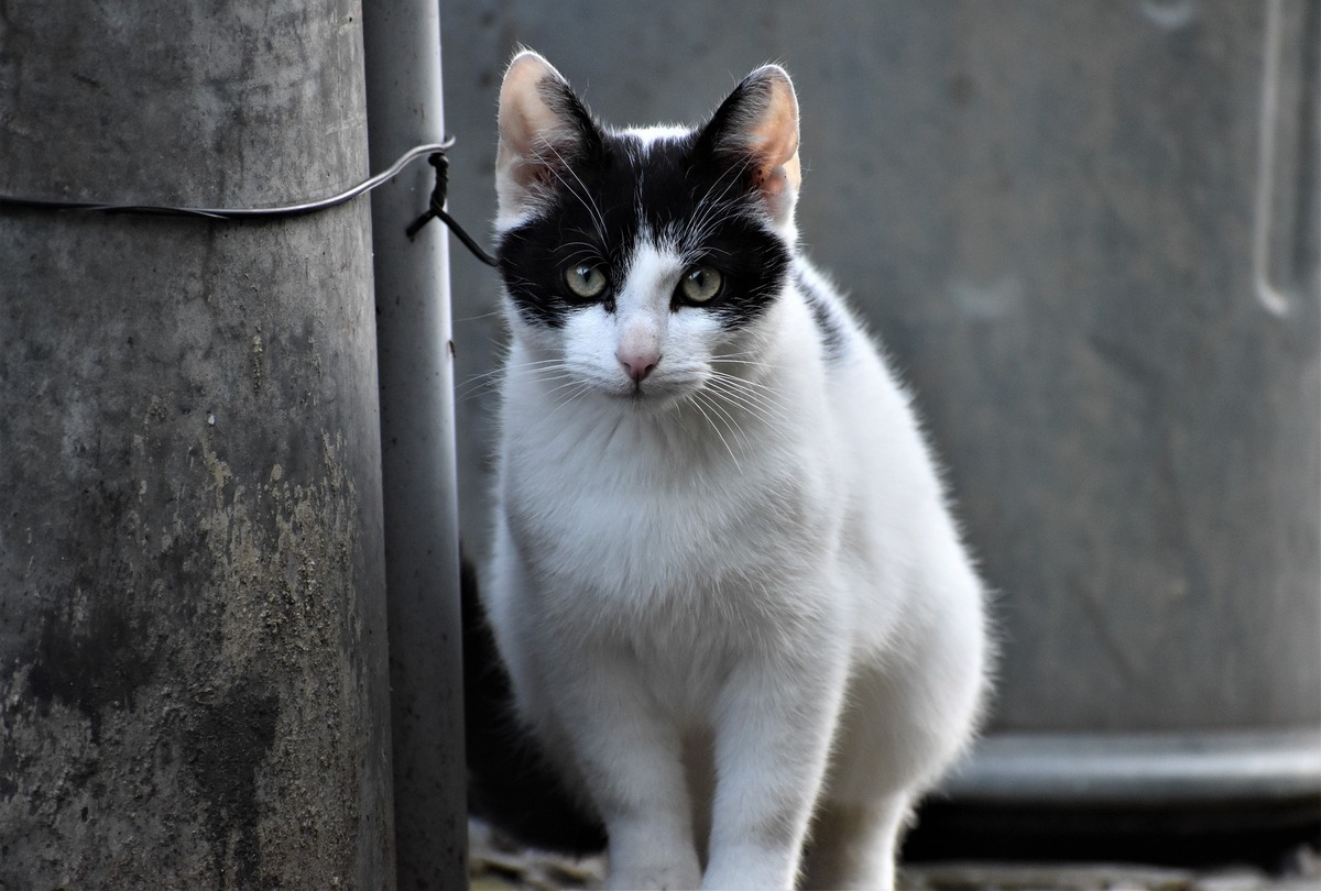 Gato bicolor preto e branco