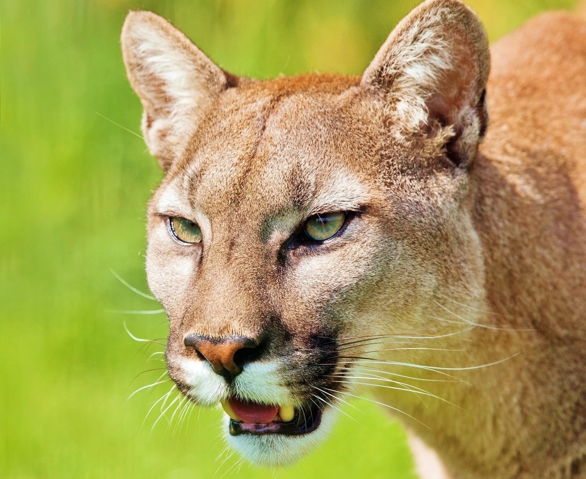 Puma concolor com a boca aberta