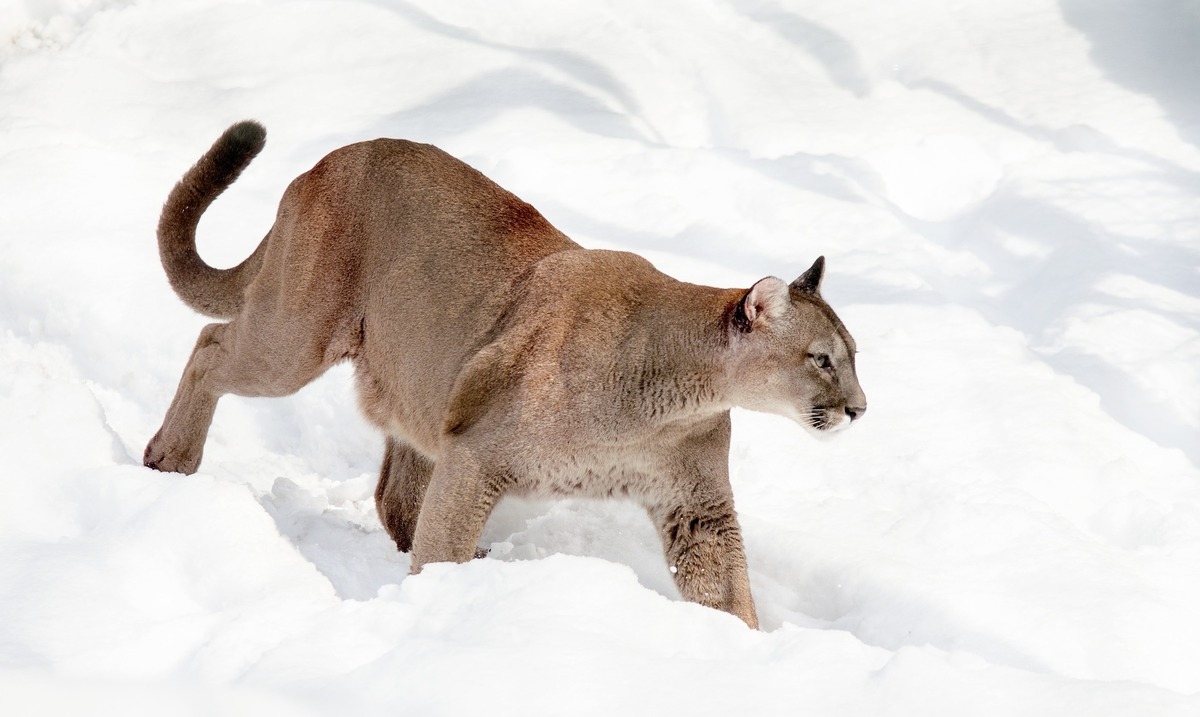 Puma concolor andando na neve