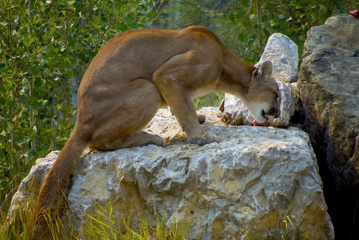 Onça-parda em cima de uma pedra comendo um pedaço de carne