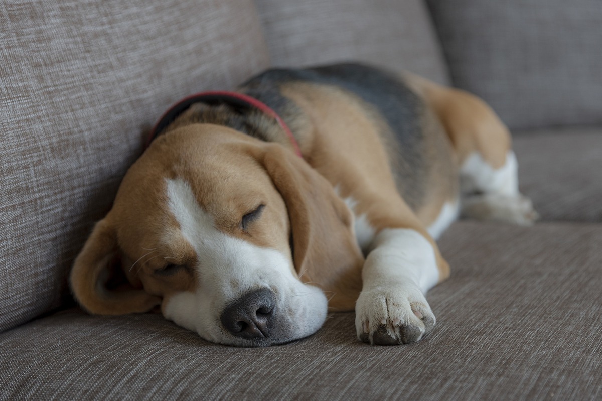 Cão Beagle dormindo e sonhando