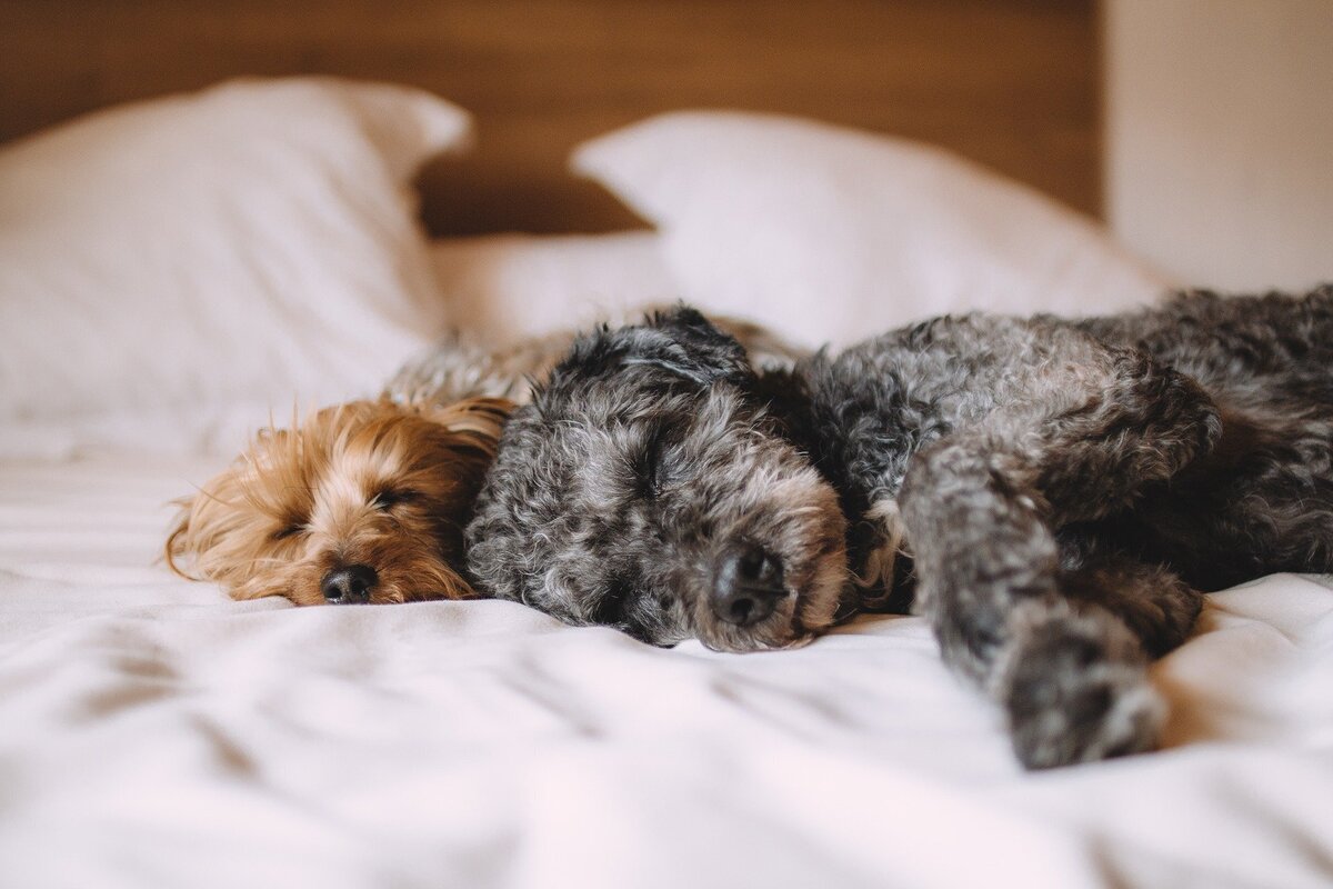 Dois cães dormindo e sonhando na cama