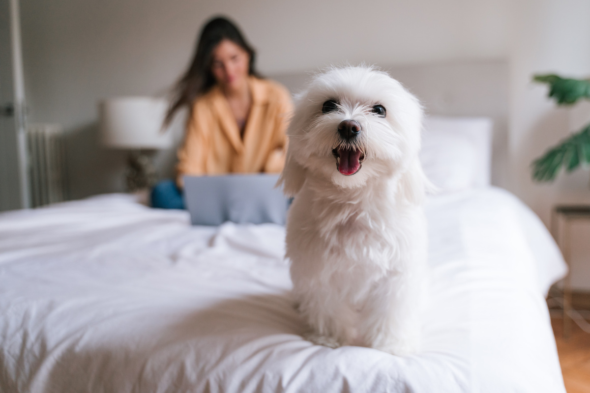 Cachorro Maltês micro em cama com dona ao fundo
