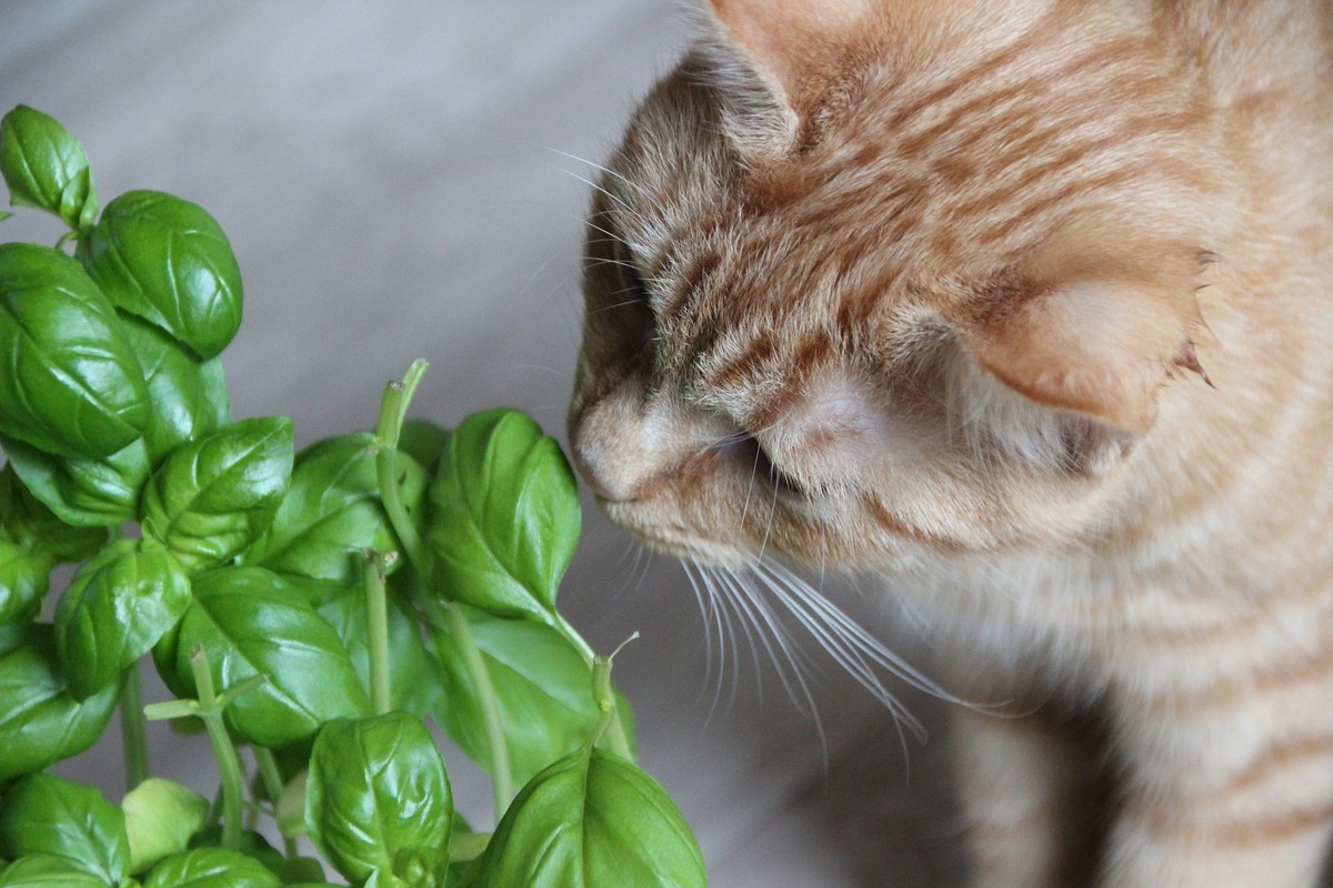 Gato cheirando planta