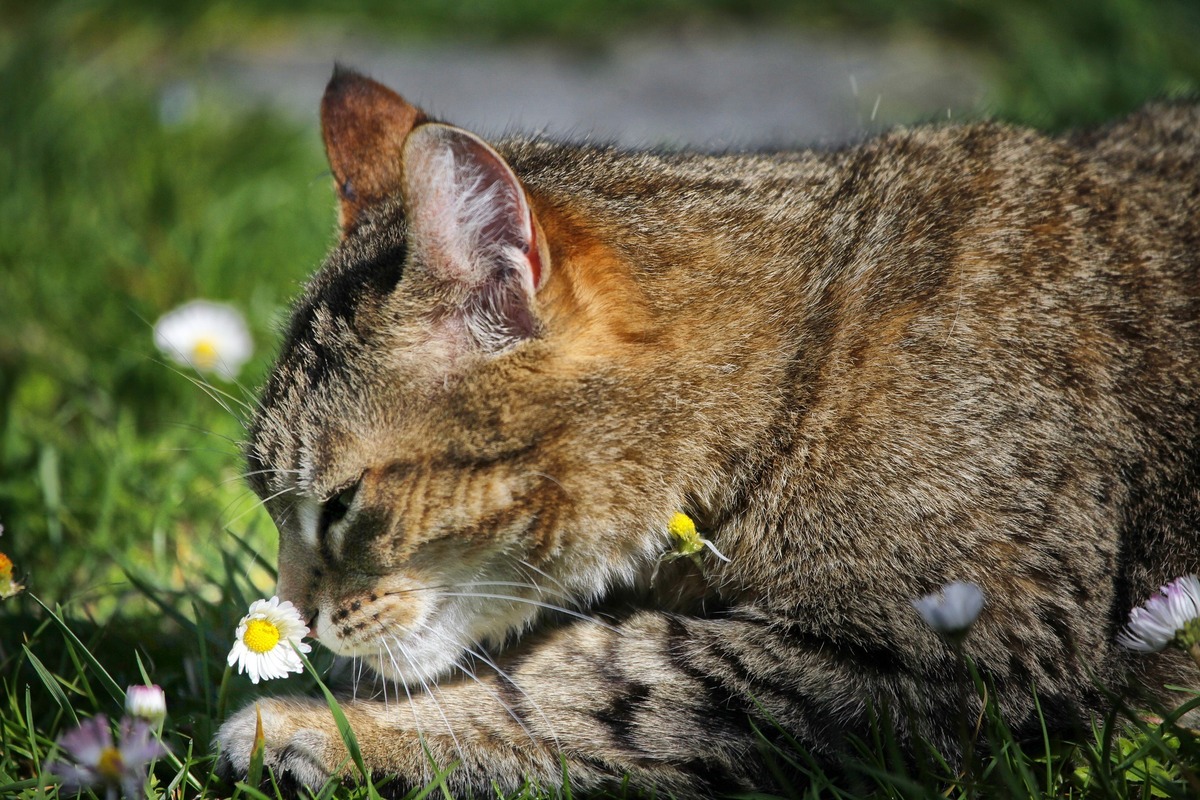 Gato cheirando uma flor pequena
