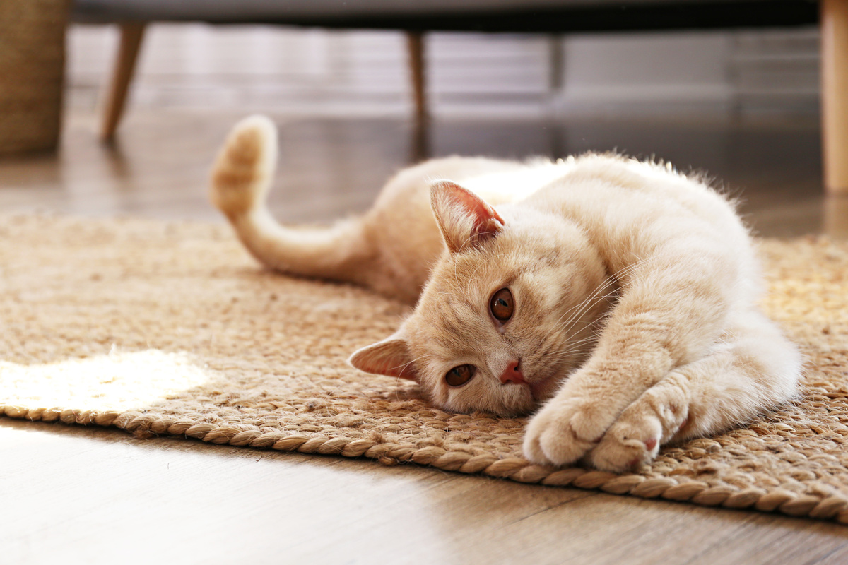 Gato deitado em tapete