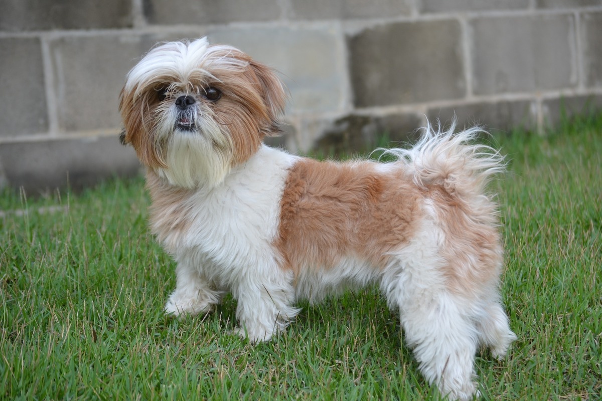 Cão shih tzu sobre a grama