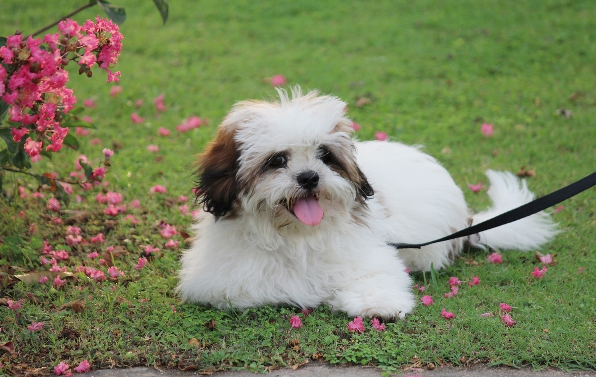 Filhote de lhasa apso deitado