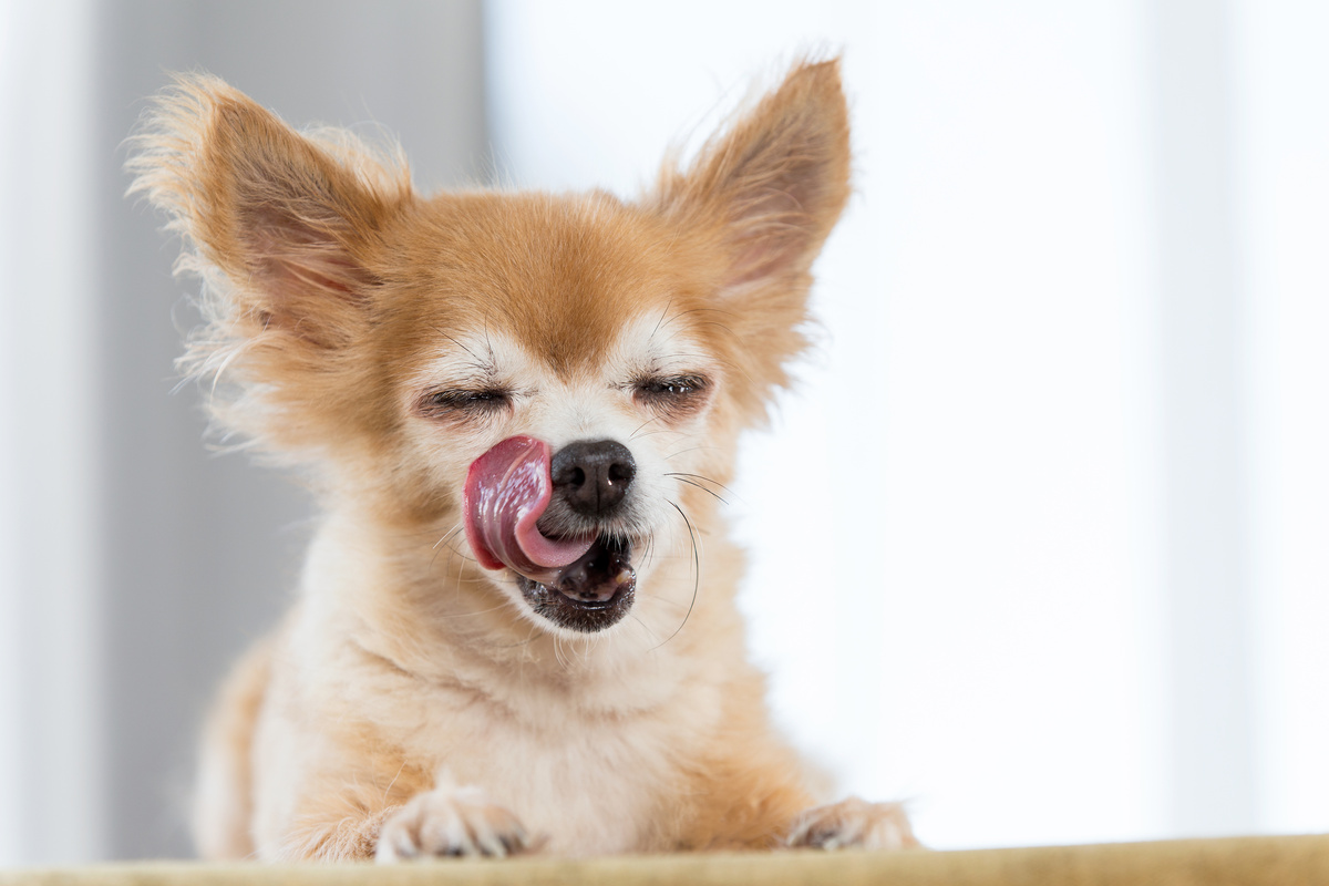 Cachorro com língua de fora