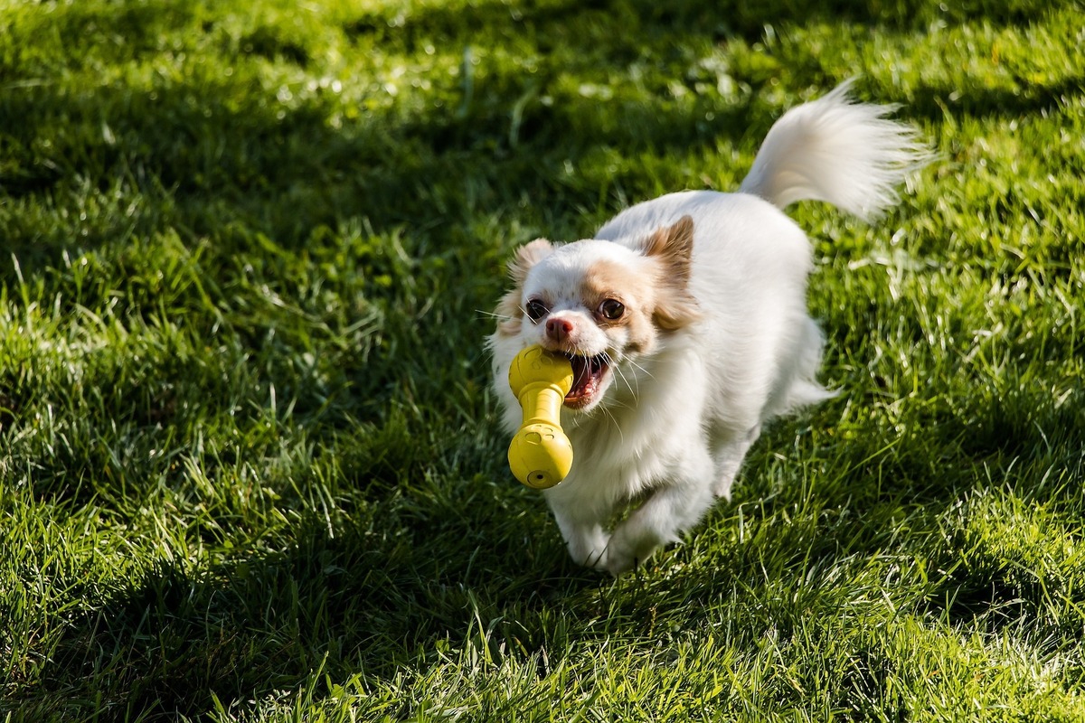 Chihuahua de pelo longo  pegando brinquedo