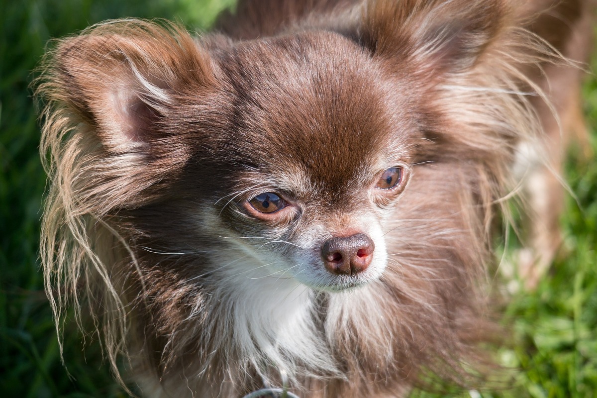 Chihuahua de pelo longo marrom