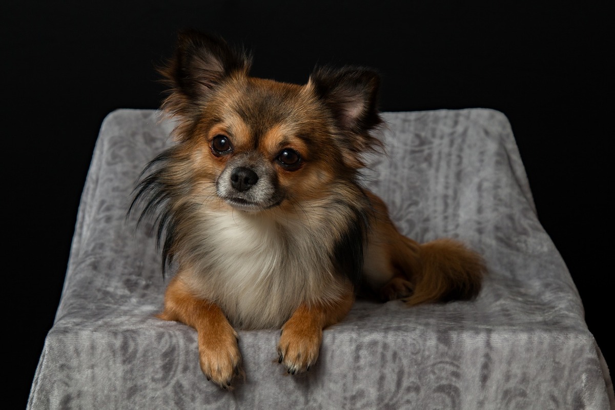 Chihuahua de pelo longo posando para foto