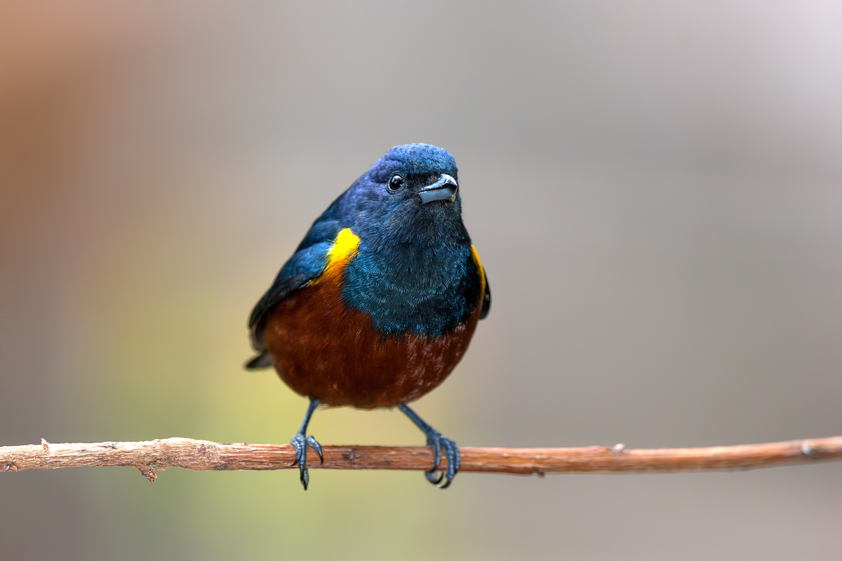 Pássaro Tangará de cor azul pousado em galho fino