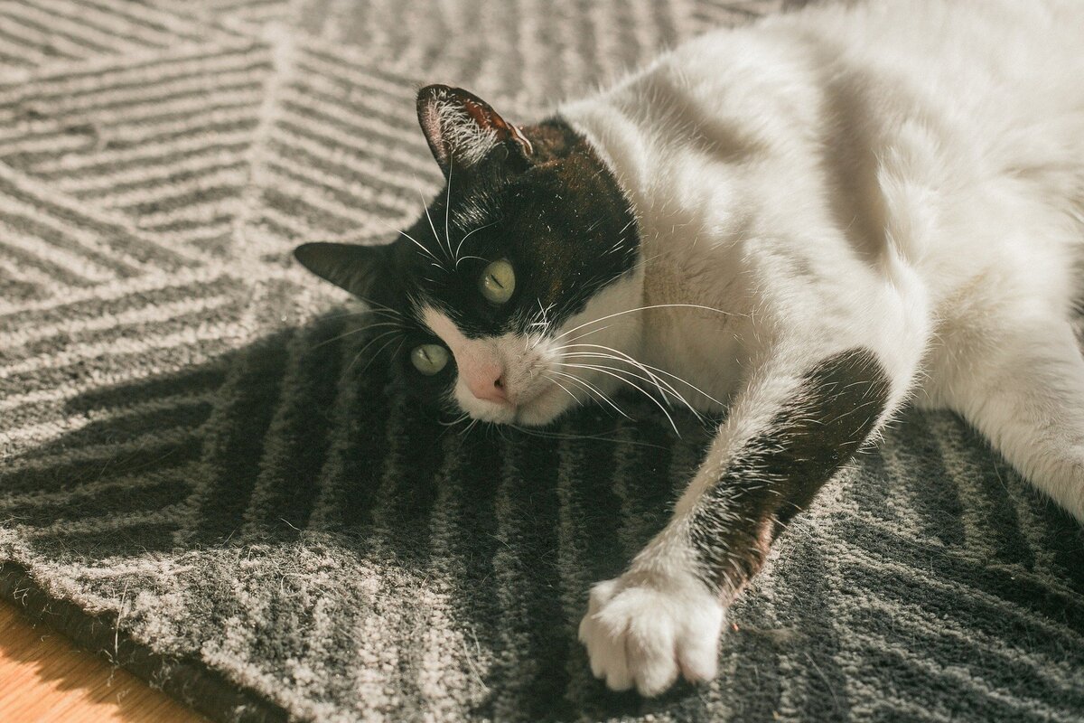 Gato deitado em cima de um tapete