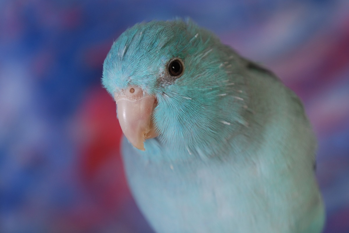 Periquito-catarina azul claro