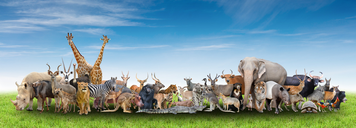 Montagem de vários animais em uma imagem só