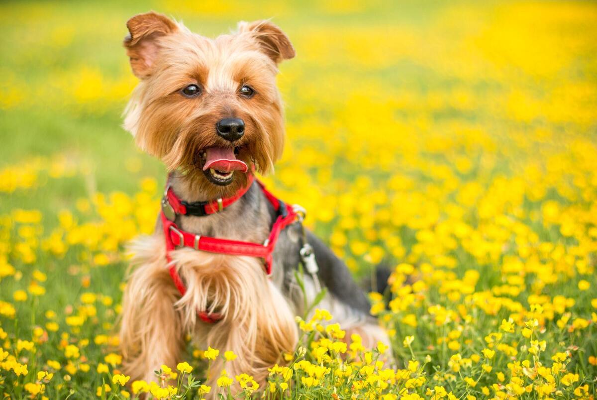 Cachorro yokshire em campo florido