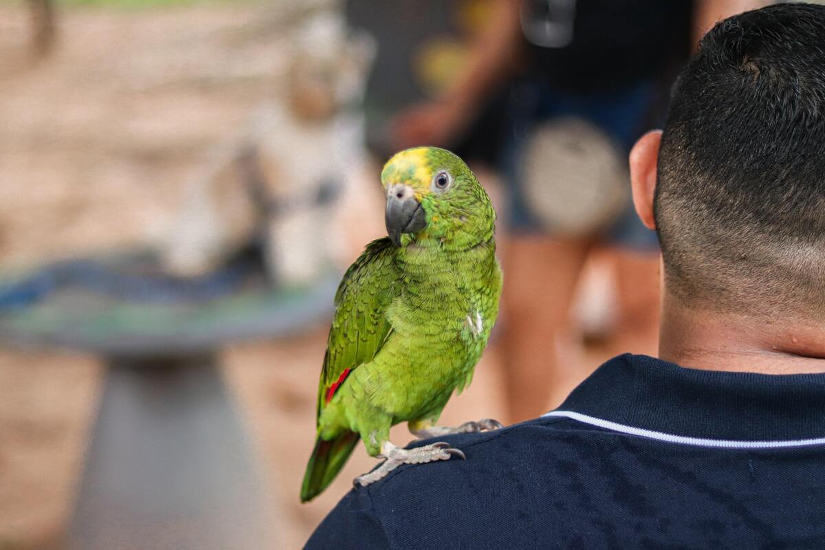 Papagaio no ombro de um homem