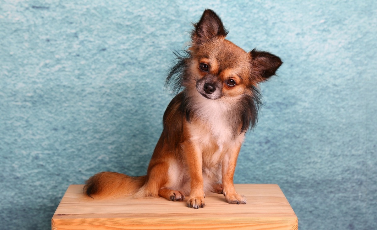 Chihuahua sentado com a cabeça inclinada