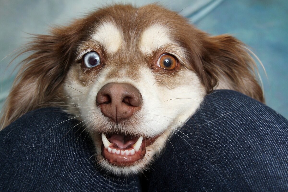 Cachorro feliz com a boca aberta entre as pernas de uma pessoa