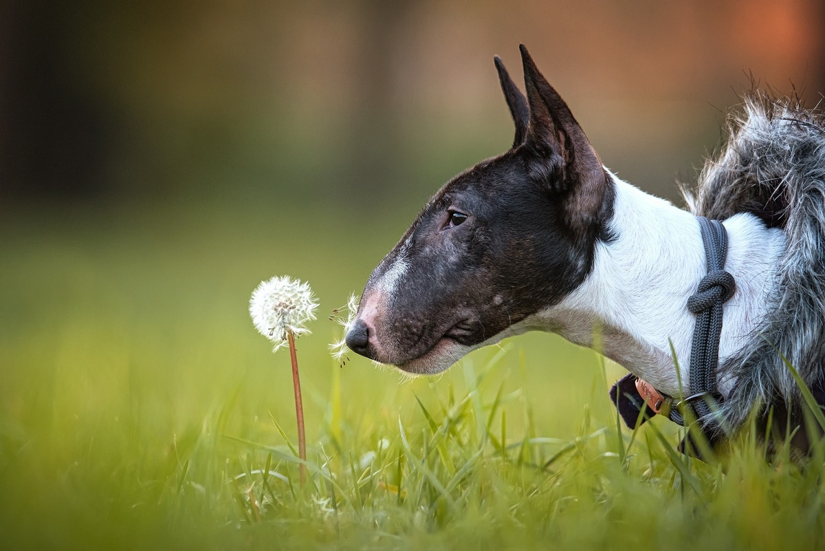 Bull Terrier cheirando uma flor dente-de-leão