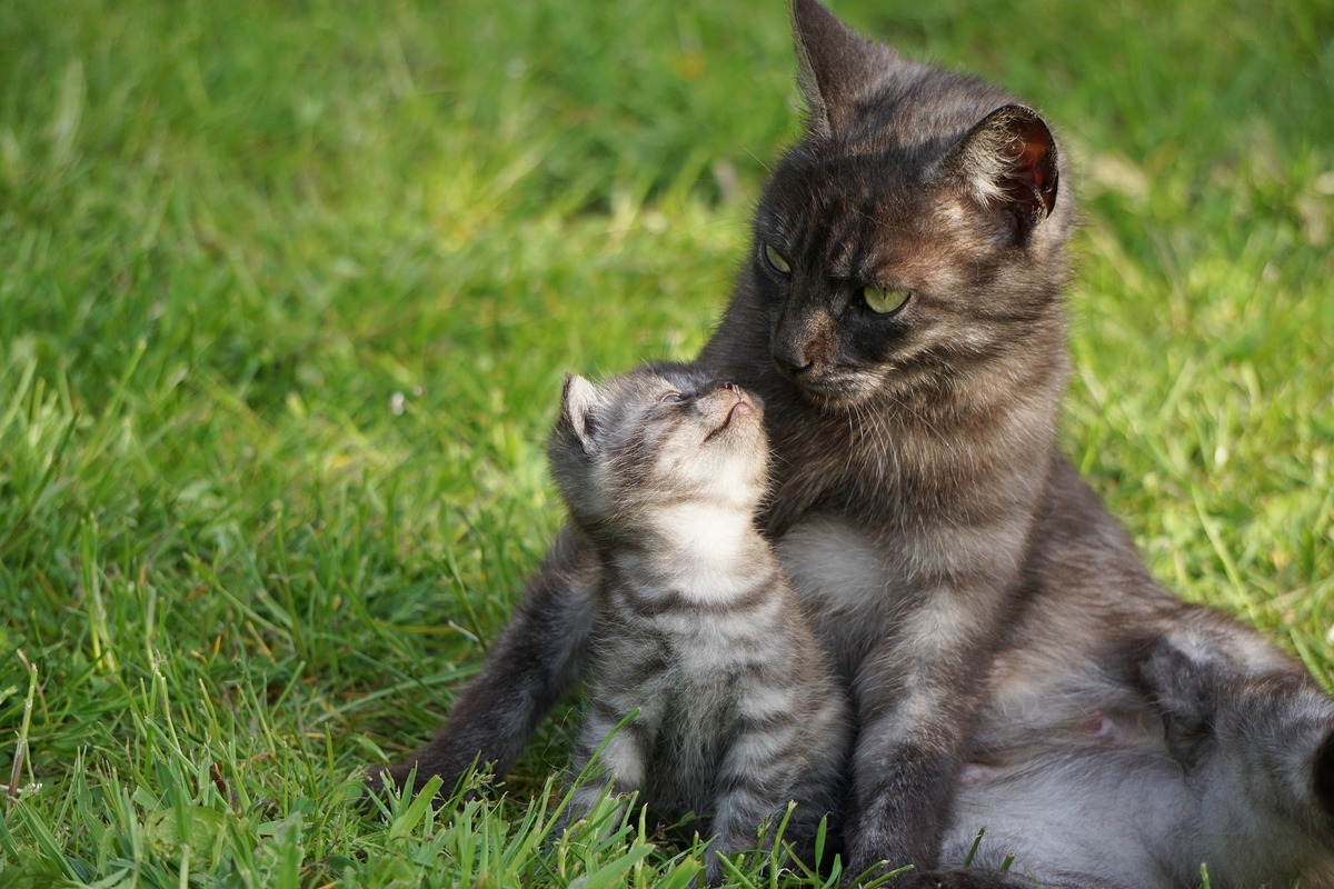 Gato filhote com a mãe na grama