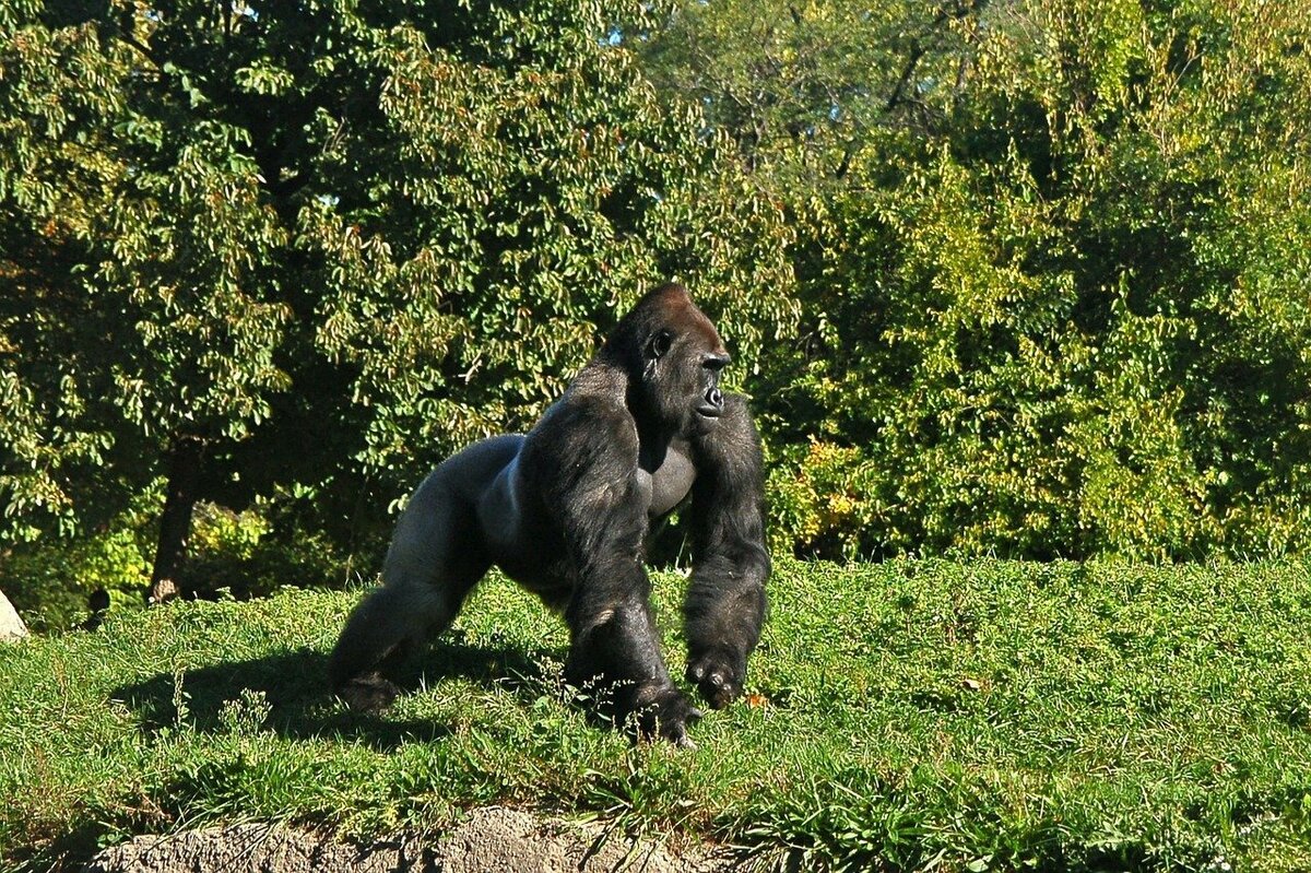 Gorila forte andando