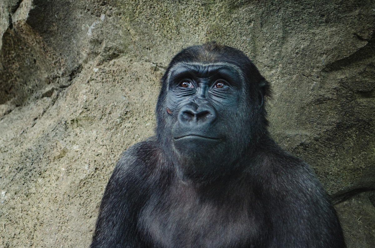 Gorila pensativo