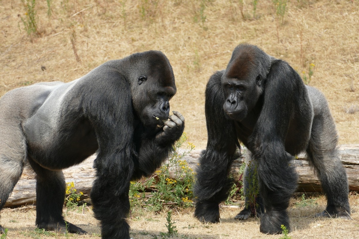 Dois gorilas grandes