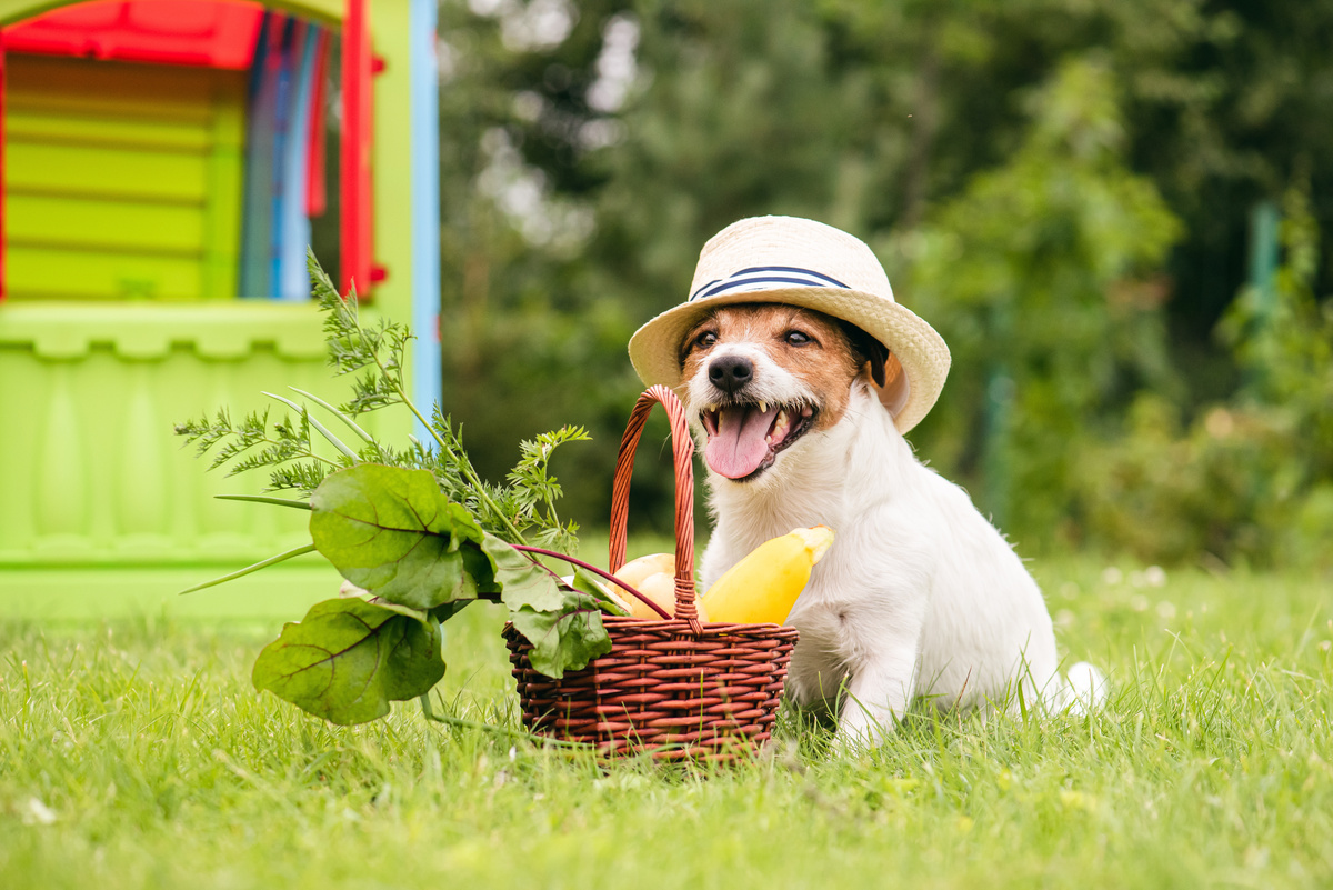 Cachorro de chapéu sobre a grama