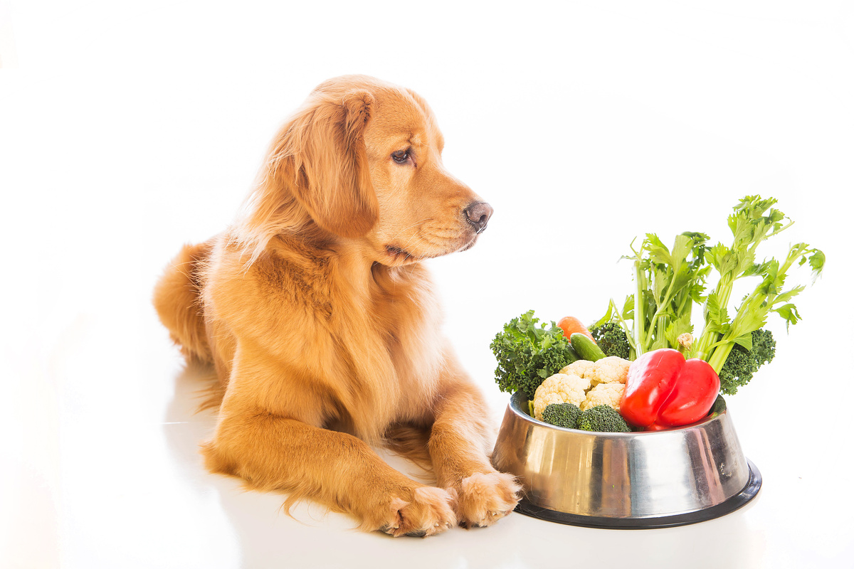 Cachorro olhando para pote com legumes
