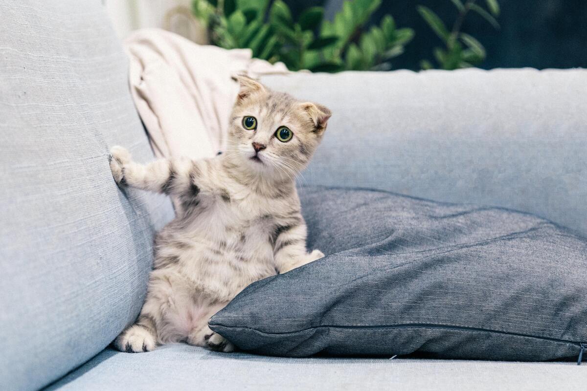 Gato cinza parecendo assustado em sofá