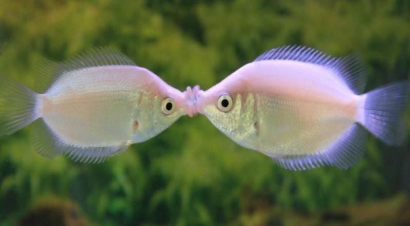 peixe beijador beijando