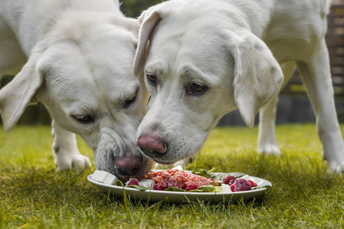 Dois cachorros se alimentando