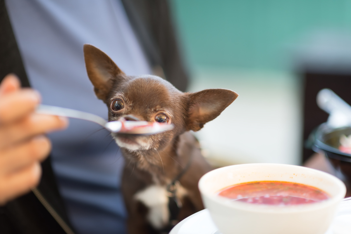 Cachorro se alimentado de caldo