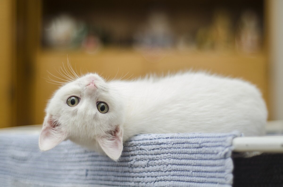 Gatinho branco olhando de cabeça para baixo