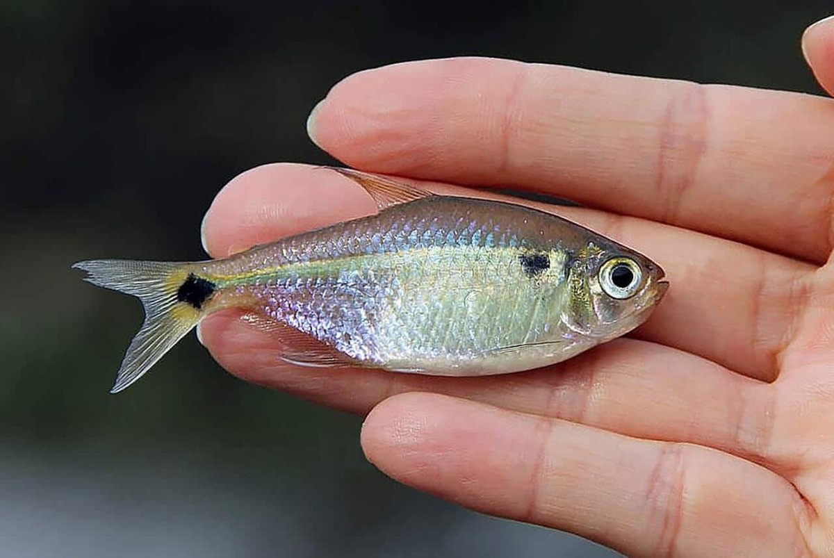 peixe lambari