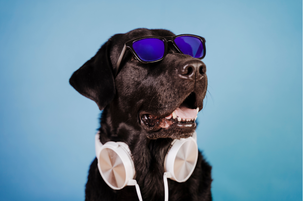 Labrador preto com óculos escuros e fone de ouvido pendurado no pescoço