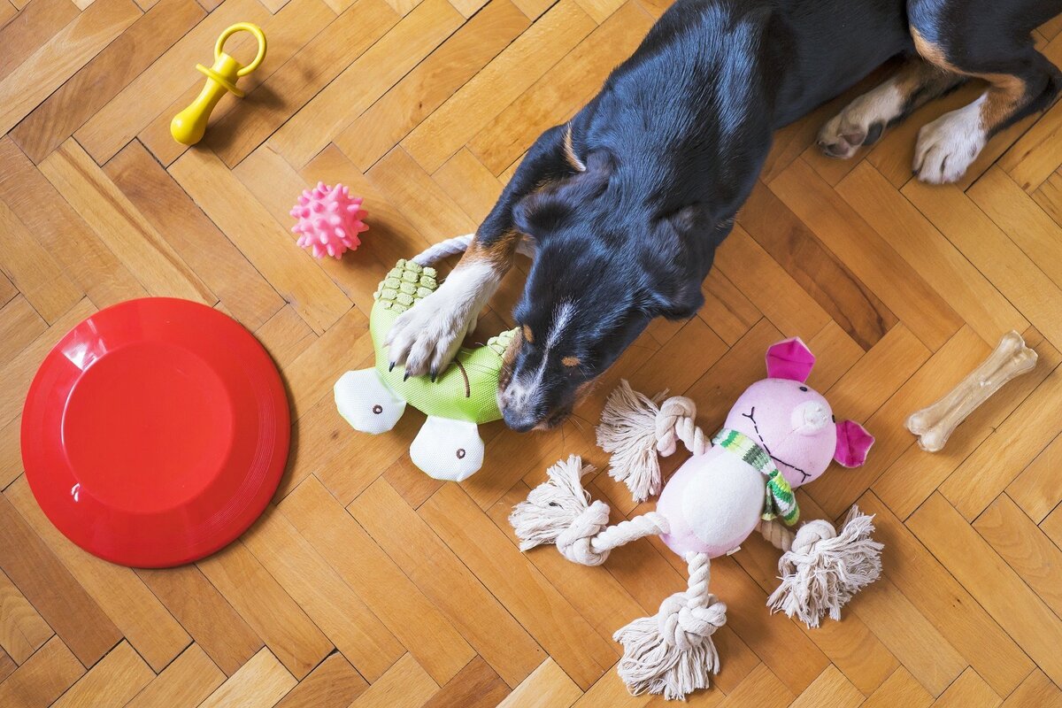 Cachorro com vários brinquedos