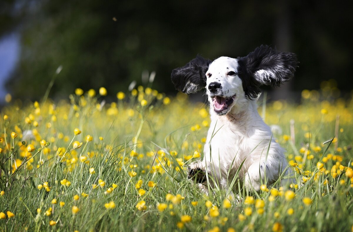 Cachorro correndo feliz em meio a flores amarelas