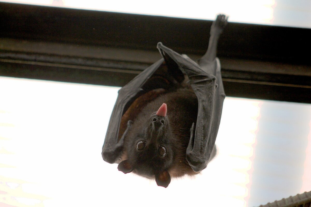 Morcego pendurado com a língua para fora