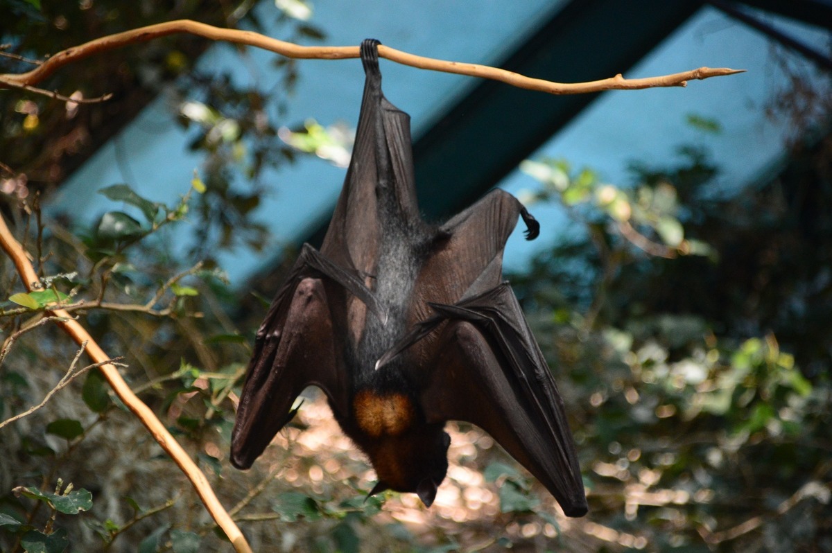 Morcego pendurado