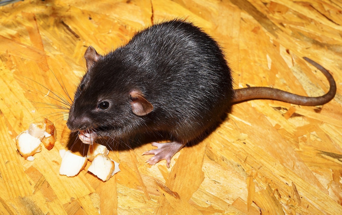 Rato comendo restos no chão