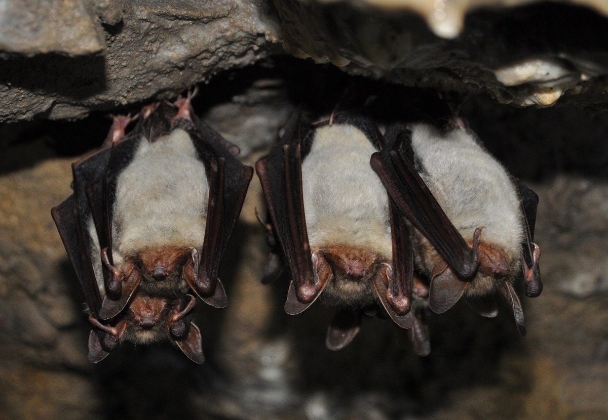 Morcegos pendurados