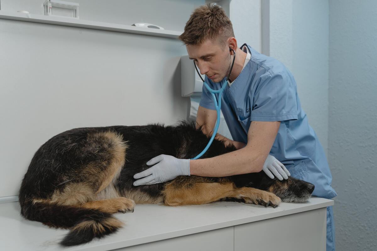 Veterinário examinando um cachorro