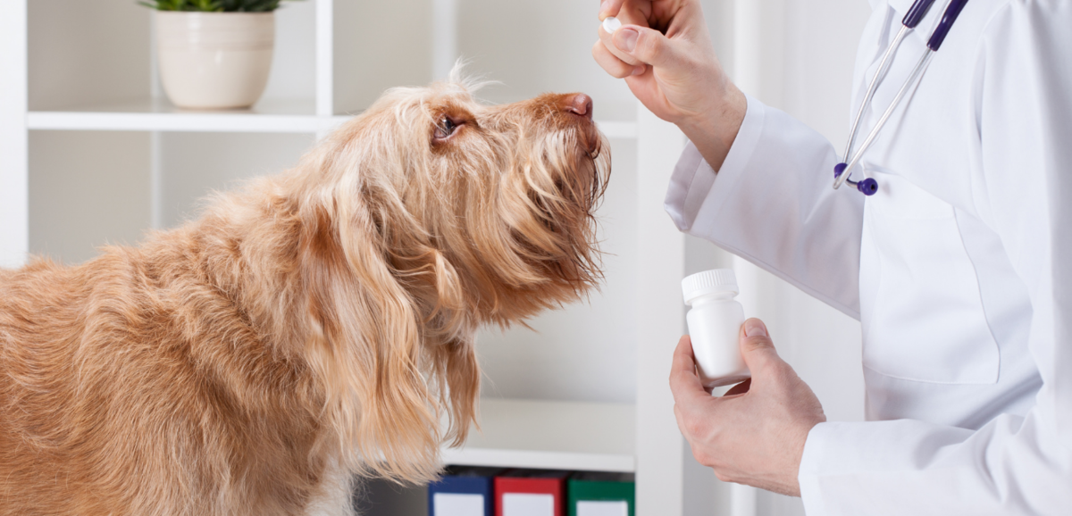 Veterinário dando remédio para cachorro