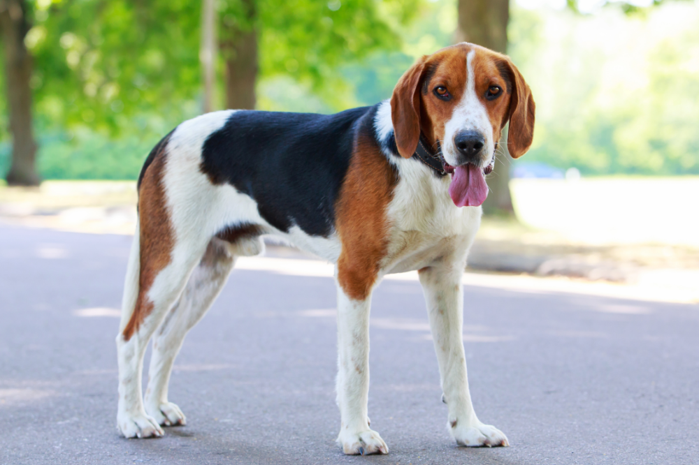 cão foxhound-americano